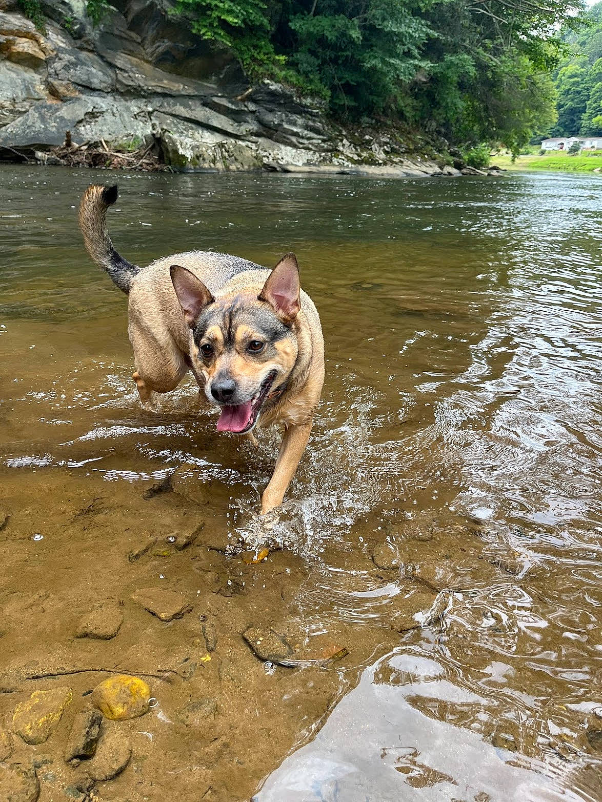 Molly joined the competition — help win amazing prizes! adventure, canidae, carnivore, companion_dog, dog, dog_breed, dog_supply, fawn, fluvial_landforms_of_streams, ford, lake, pet_supply, plant, snout, sporting_group, tail, tree, water, water_resources, working_animal