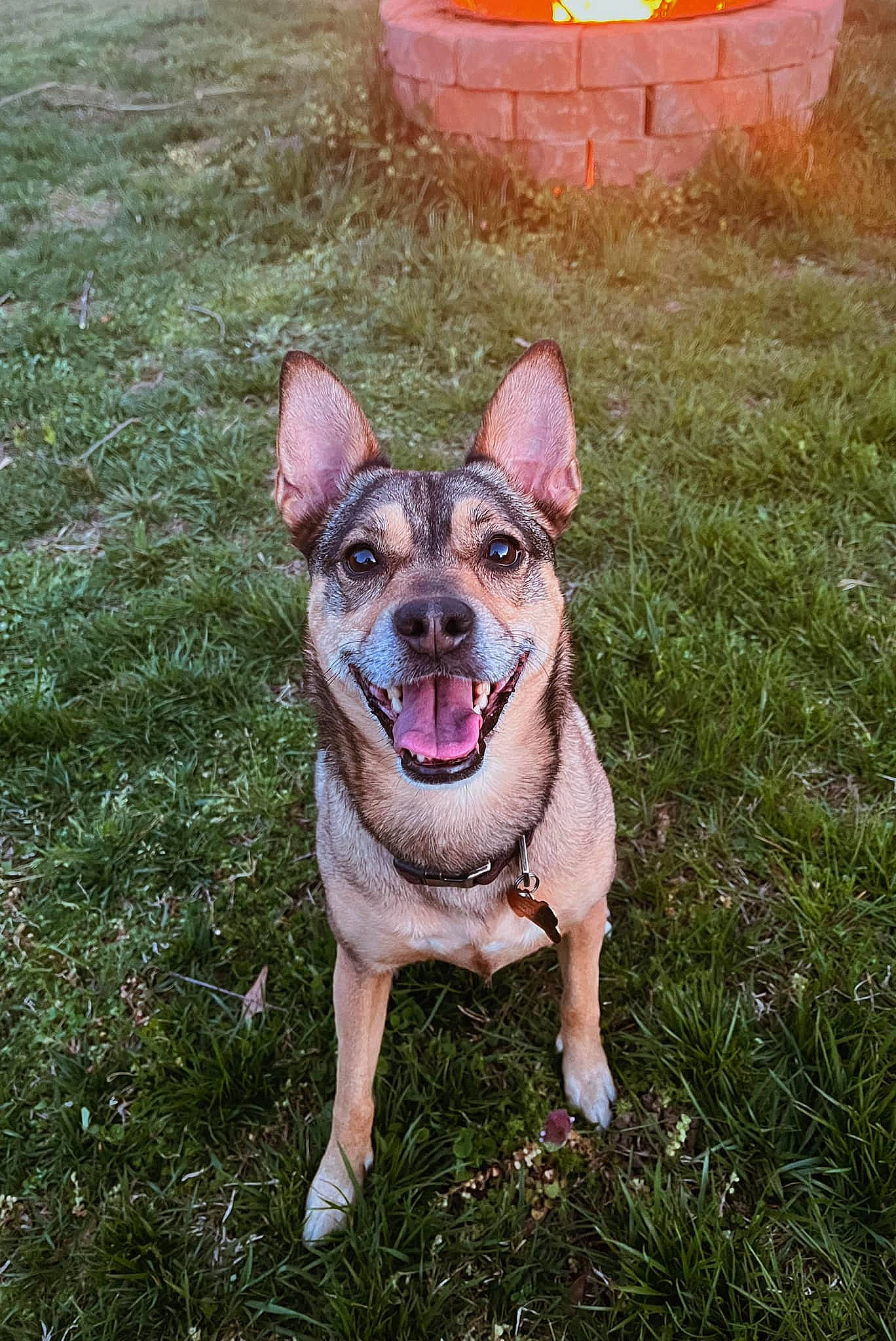 Molly joined the competition — help win amazing prizes! barrel, canidae, carnivore, collar, companion_dog, dog, dog_breed, fawn, grass, non_sporting_group, plant, snout, sporting_group, tail, terrestrial_animal, toy_dog, whiskers, working_animal