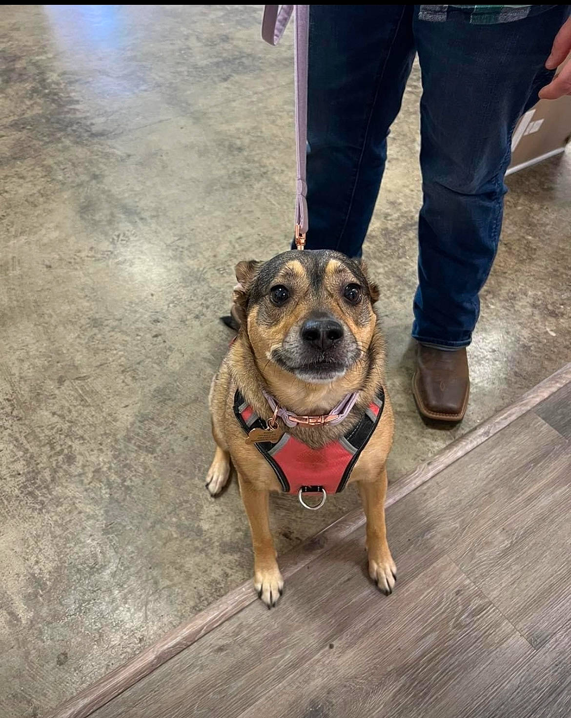 Molly joined the competition — help win amazing prizes! canidae, carnivore, collar, companion_dog, denim, dog, dog_breed, dog_collar, fawn, floor, flooring, fur, guard_dog, hardwood, leash, paw, road_surface, snout, street_dog, wood