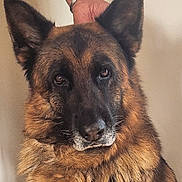 Leny a rejoint le concours — aidez-le/la à gagner de superbes lots ! dog, german_shepherd, pet, animal, fur, ears, face, portrait, indoor, brown, black, canine, mammal, companion, friendly, looking_at_camera, hand, affection, closeup, domestic_animal