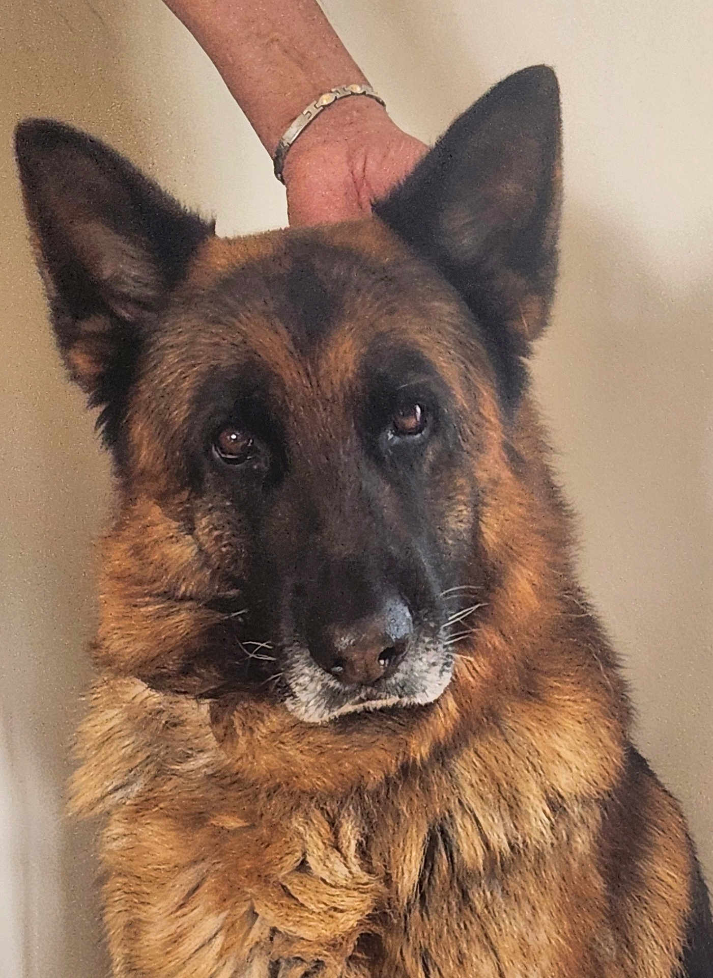 Leny a rejoint le concours — aidez-le/la à gagner de superbes lots ! dog, german_shepherd, pet, animal, fur, ears, face, portrait, indoor, brown, black, canine, mammal, companion, friendly, looking_at_camera, hand, affection, closeup, domestic_animal