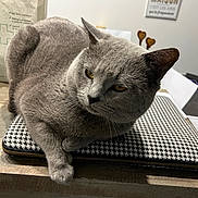 Rodéo a rejoint le concours — aidez-le/la à gagner de superbes lots ! cat, gray_cat, pet, indoor, table, laptop_sleeve, patterned, wooden_surface, relaxed, feline, animal, domestic_cat, yellow_eyes, fur, whiskers, curious, household_items, background, close_up, resting