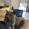 Rodéo a rejoint le concours — aidez-le/la à gagner de superbes lots ! cat, gray_cat, amber_eyes, pet, indoor, laptop, blurred_background, couch, cozy, relaxed, person, lap, feline, whiskers, soft_fur, domestic_animal, home, window, daylight, furniture