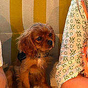 Bucky a rejoint le concours — aidez-le/la à gagner de superbes lots ! puppy, dog, brown_dog, couch, striped_couch, pet, indoor, cute, small_dog, fur, sitting, waiting, companion, animal, domestic_animal, young_dog, looking, person, patterned_clothing, cozy