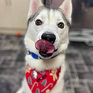Zie joined the competition — help win amazing prizes! dog, husky, tongue_out, bandana, red, indoor, floor, tile_floor, pet, cute, animal, mammal, canine, collar, looking_at_camera, expression, fur, ears, nose, blurred_background