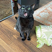 Bats is registered to the contest to win money with this photo: animal, black_cat, blanket, cat, fan, feline, funny_expression, green_eyes, home, indoors, open_mouth, pet, photography, pointy_ears, portrait, rug, standing, terrarium, whiskers, wooden_floor