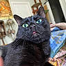 Bats joined the competition — help win amazing prizes! alert, bed, black_cat, blanket, cat, close_up, colorful_fabric, cozy, curious, feline, funny_expression, fur, green_eyes, home, indoor, pet, portrait, sitting, tongue_out, whiskers