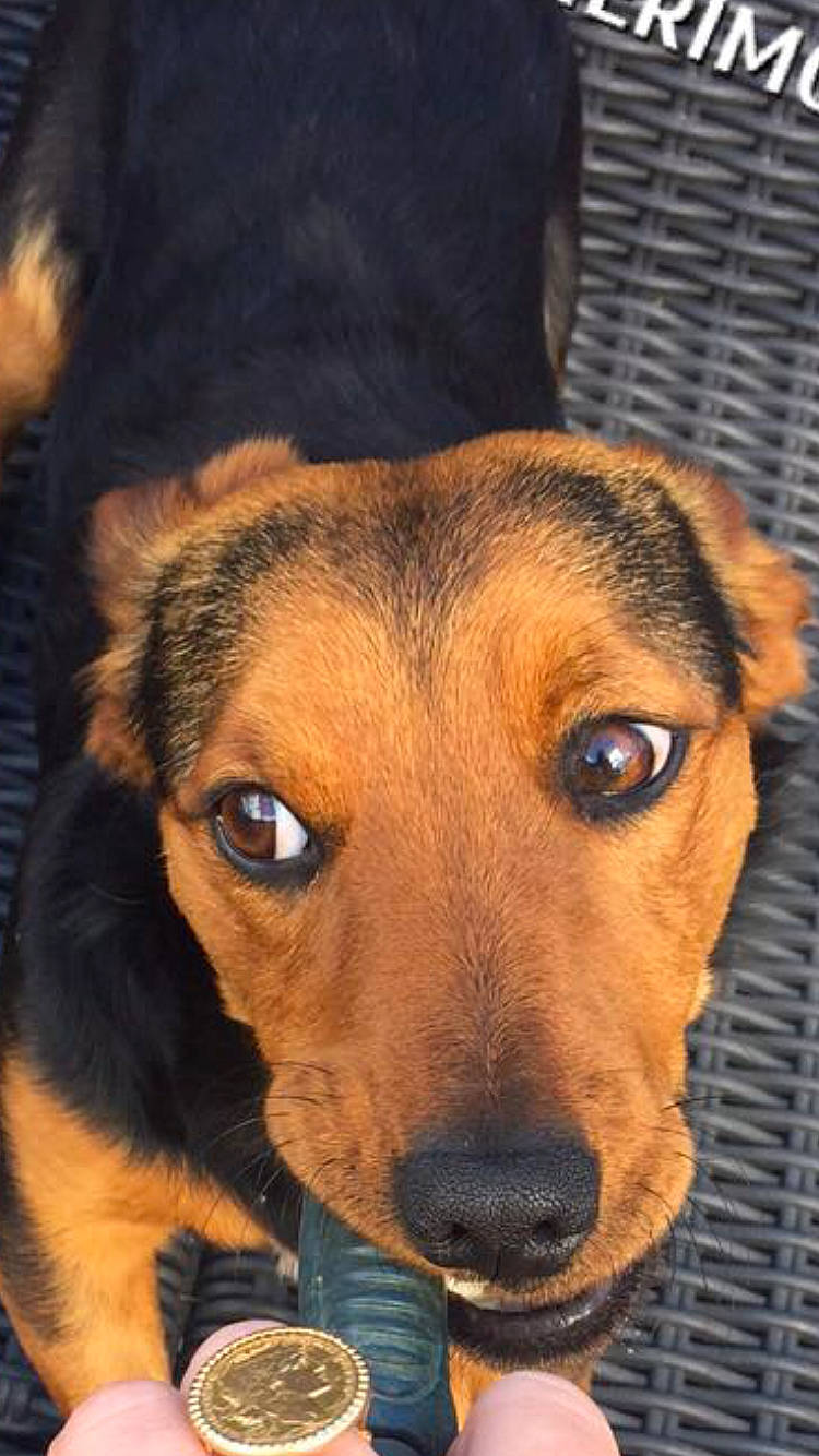 Mon Fils participe au concours pour gagner de l'argent avec cette photo : beagle, beaglier, canidae, carnivore, companion_dog, dog, dog_breed, fawn, finnish_hound, fur, hound, hunting_dog, puppy, scent_hound, snout, sporting_group, street_dog, whiskers, working_animal, working_dog