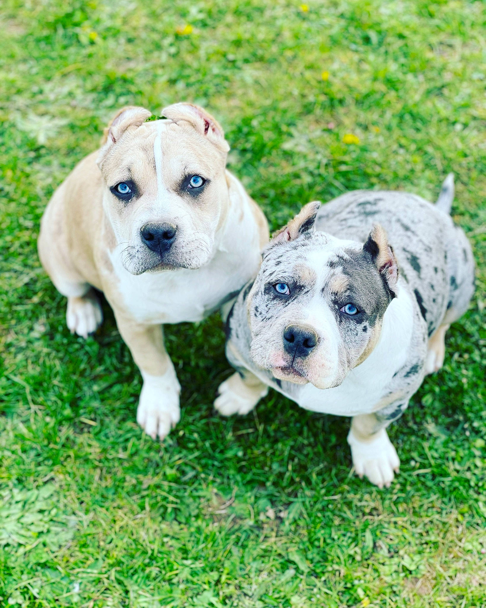 Bella Et Diamon participe au concours pour gagner de l'argent avec cette photo : bulldog, canidae, carnivore, collar, companion_dog, dog, dog_breed, dog_collar, dog_supply, fawn, grass, mammal, plant, snout, sporting_group, terrestrial_animal, toy, toy_dog, vertebrate, working_animal