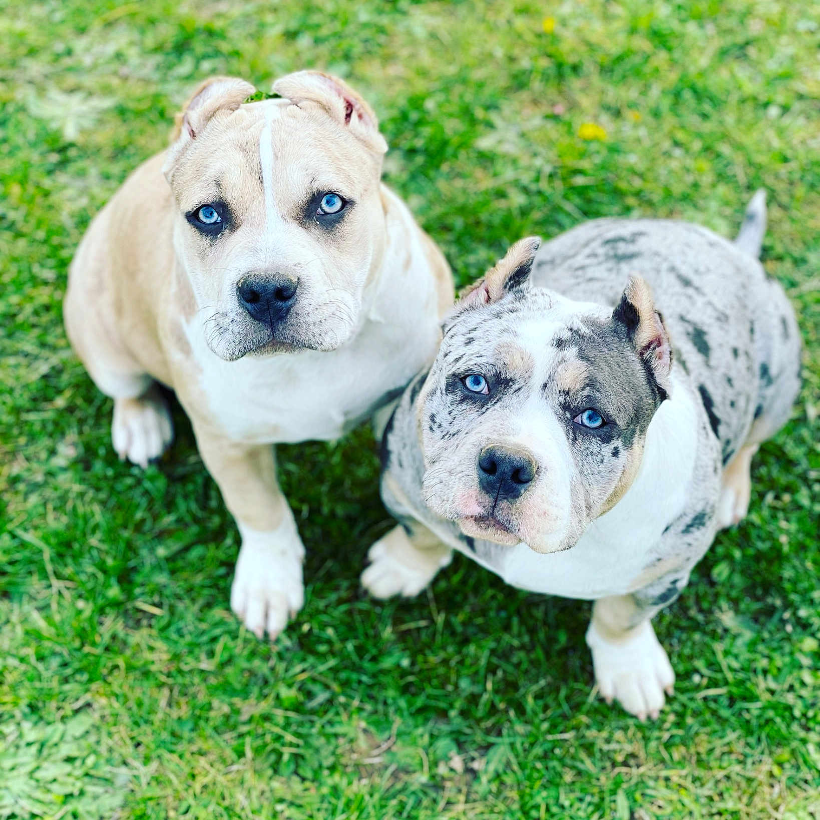 Bella Et Diamon