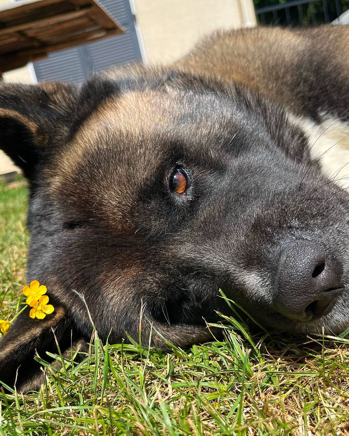 Hiro participe au concours pour gagner de l'argent avec cette photo : carnivore, companion_dog, dog, dog_breed, fawn, flower, fur, grass, herbaceous_plant, paw, petal, plant, snout, sporting_group, street_dog, terrestrial_animal, whiskers, working_animal, working_dog