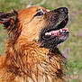 dog, wet_fur, outdoor, animal, tongue, mouth_open, brown_fur, happy, nature, grass, blurred_background, canine, pet, ears, snout, teeth, sunlight, tongue_out, close_up, field