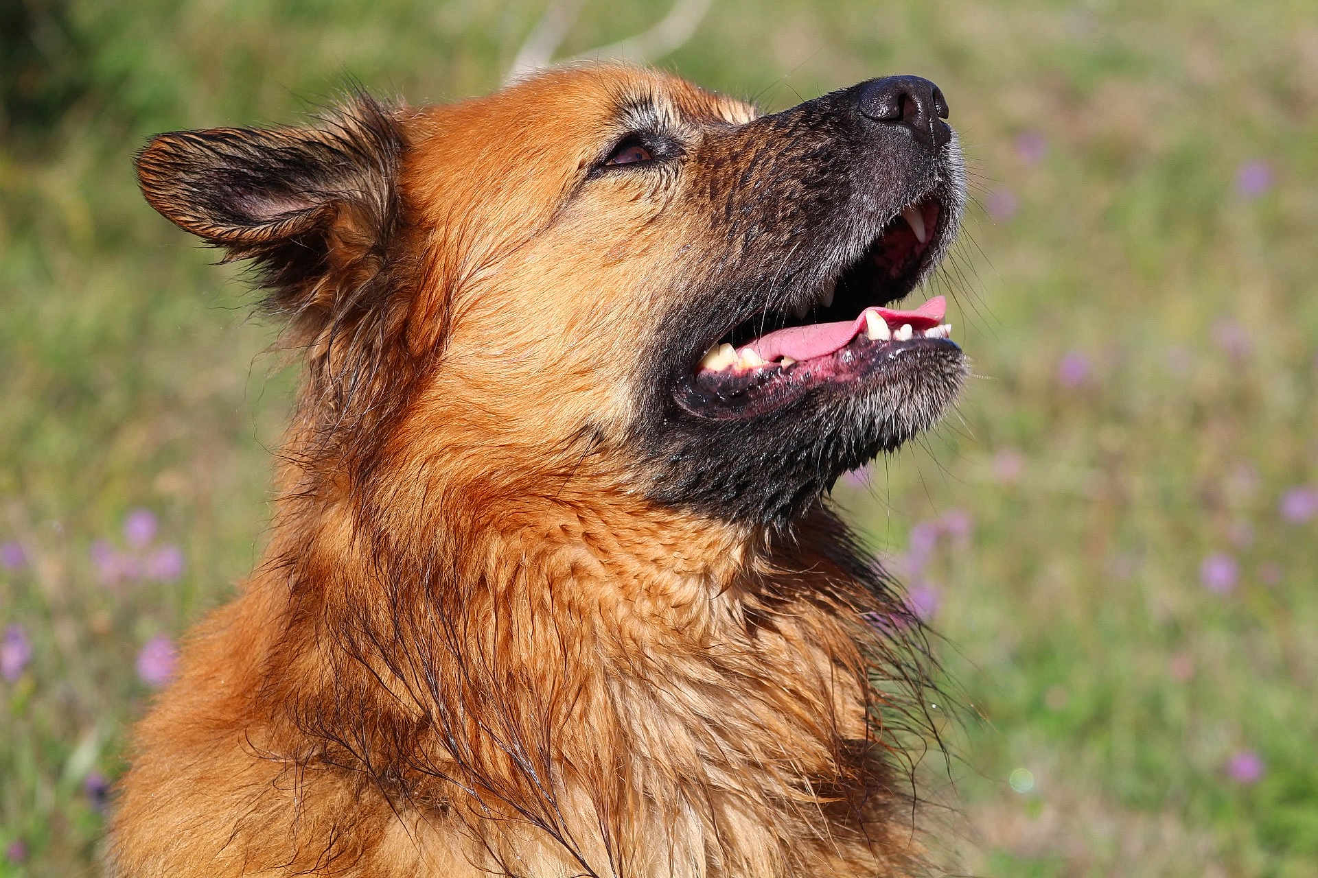 Max a rejoint le concours — aidez-le/la à gagner de superbes lots ! dog, wet_fur, outdoor, animal, tongue, mouth_open, brown_fur, happy, nature, grass, blurred_background, canine, pet, ears, snout, teeth, sunlight, tongue_out, close_up, field