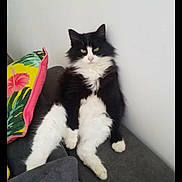 Guizmo a rejoint le concours — aidez-le/la à gagner de superbes lots ! animal, architecture, ball, building, cat, couch, cushion, furniture, homedecor, indoors, interiordesign, kitten, livingroom, manx, pet, pillow, plant, pottedplant, room, sport