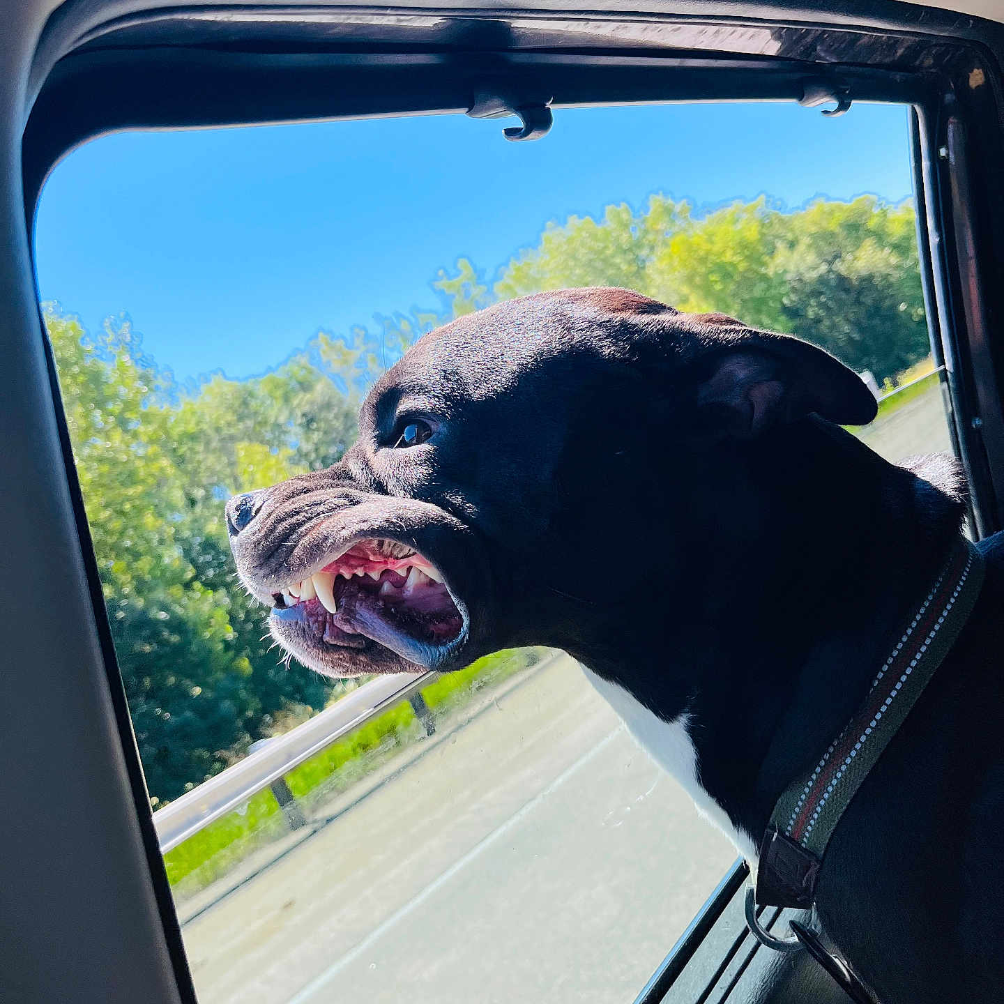 Cheech is registered to the contest to win money with this photo: accessories, animal, belt, bodypart, boxer, bulldog, canine, car, car_exterior, carmirror, dog, face, head, mouth, person, pet, photography, puppy, transportation, vehicle