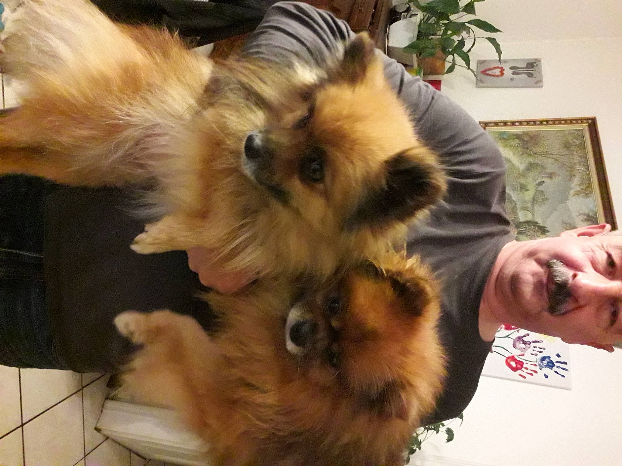 Jena participe au concours pour gagner de l'argent avec cette photo : canidae, carnivore, companion_dog, dog, dog_breed, dog_supply, fawn, flowerpot, fur, german_spitz, houseplant, liver, non_sporting_group, picture_frame, plant, pomeranian, spitz, sporting_group, toy_dog, working_animal