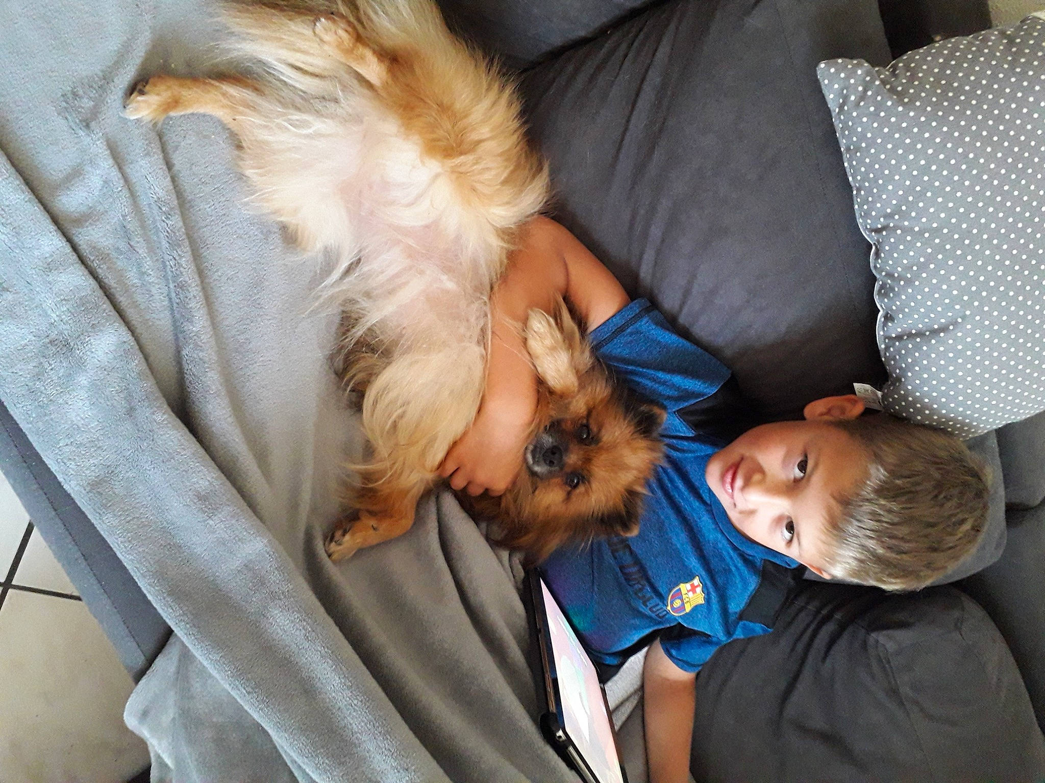 Jena participe au concours pour gagner de l'argent avec cette photo : canidae, carnivore, child, comfort, companion_dog, dog, dog_breed, felidae, fur, lap, mammal, nap, seat_belt, sitting, sleep, small_terrier, sporting_group, terrier, toy_dog, vertebrate