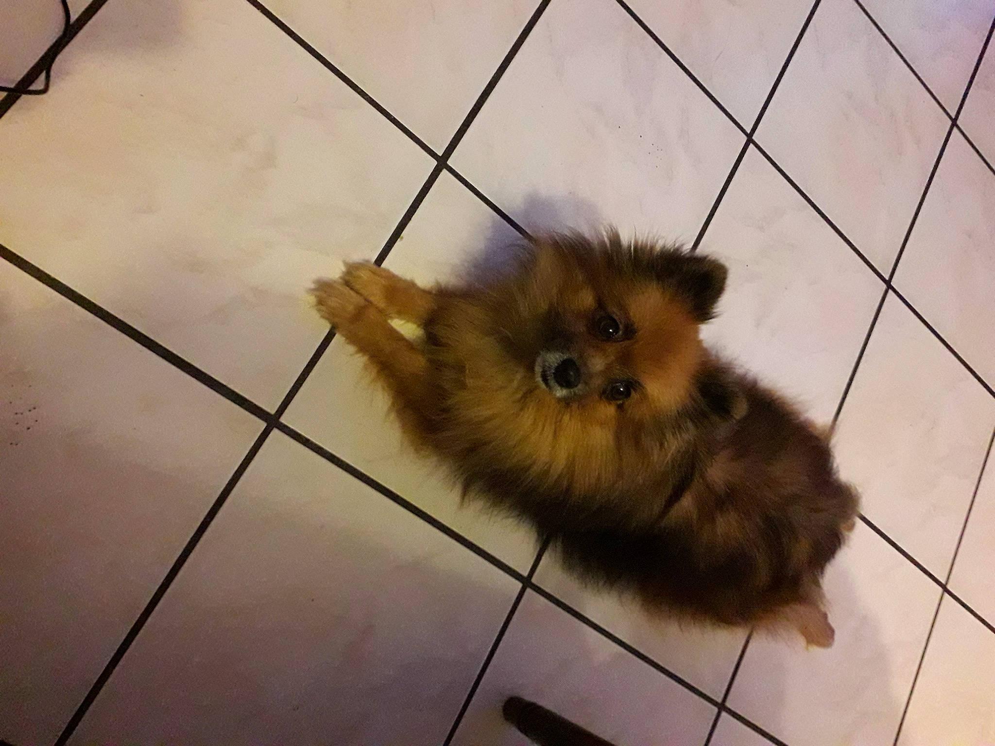 Jena participe au concours pour gagner de l'argent avec cette photo : canidae, claw, companion_dog, dog_breed, fawn, felidae, floor, flooring, fur, hardwood, line, paw, rodent, snout, tail, terrestrial_animal, tile, tile_flooring, whiskers, wood