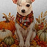 dog, puppy, pet, portrait, sitting, autumn, fall, pumpkins, leaves, bandana, plaid, one_eyed, cute, animal, indoor, lock_screen, smartphone, clock, notification, seasonal_decor