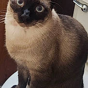 Bronson joined the competition — help win amazing prizes! cat, siamese_cat, blue_eyes, fur, whiskers, sitting, pet, animal, indoor, closeup, feline, cute, domestic_animal, looking, portrait, mammal, ears, nose, paw
