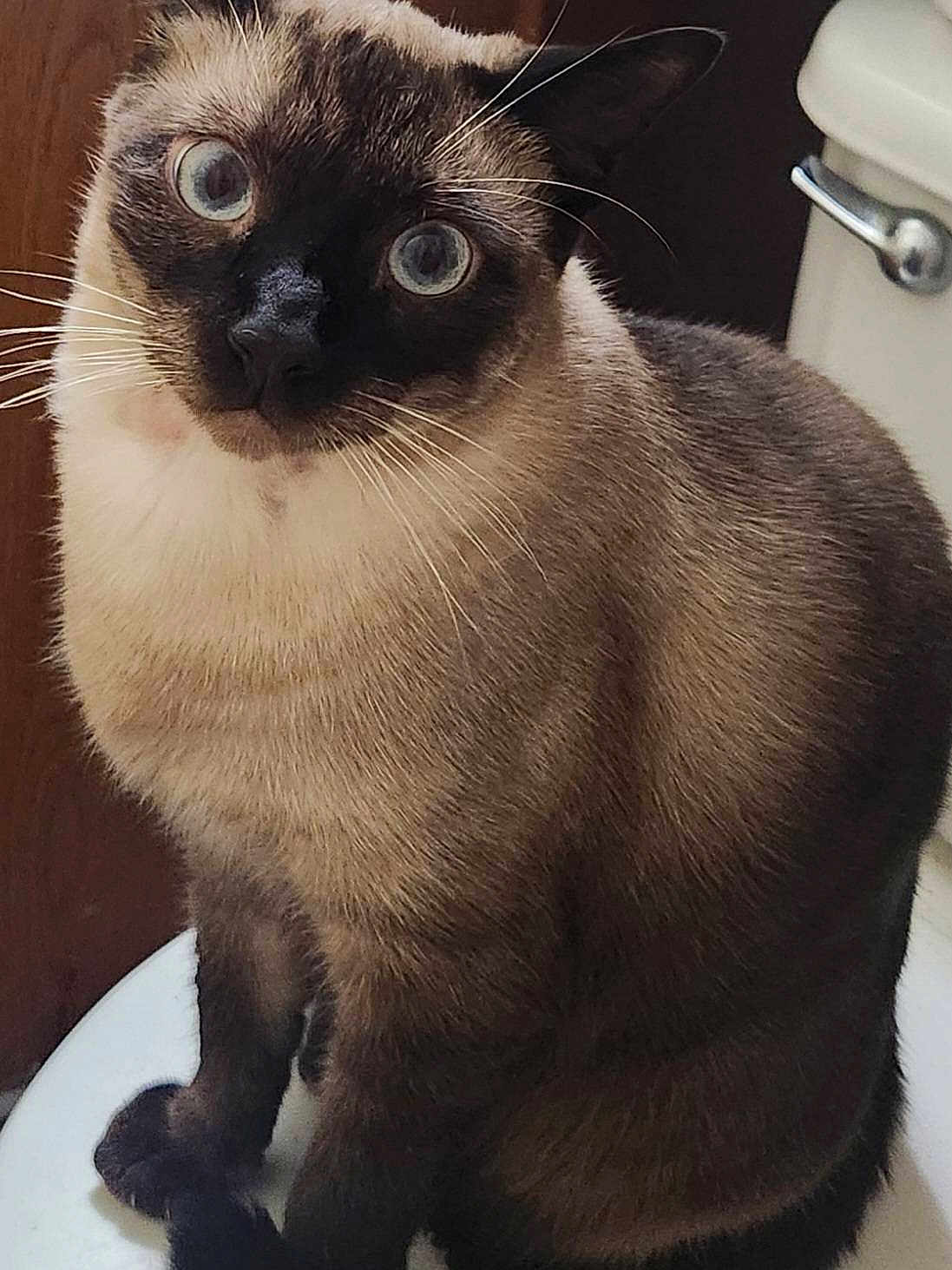 Bronson joined the competition — help win amazing prizes! cat, siamese_cat, blue_eyes, fur, whiskers, sitting, pet, animal, indoor, closeup, feline, cute, domestic_animal, looking, portrait, mammal, ears, nose, paw