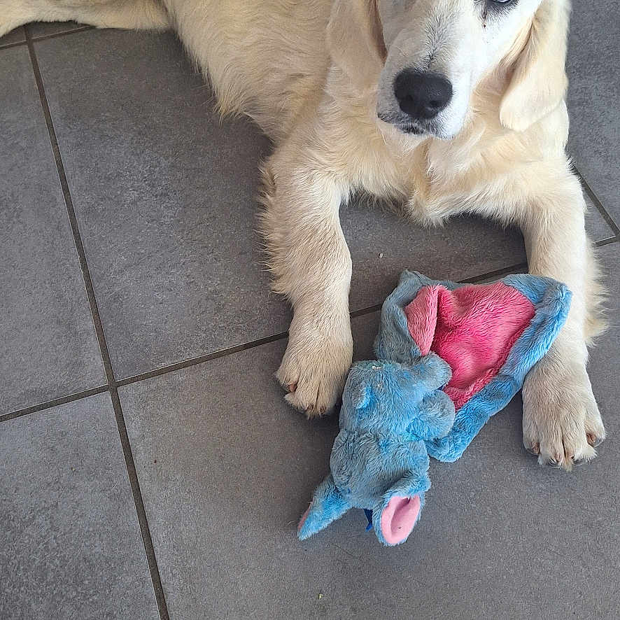 Baya