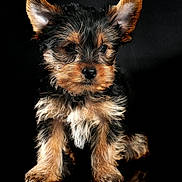 Jaki joined the competition — help win amazing prizes! puppy, dog, yorkshire_terrier, portrait, studio, black_background, reflection, fur, ears, cute, brown_and_black, small_pet, sitting, paws, closeup, eyes, nose, fluffy, adorable, pet_photography