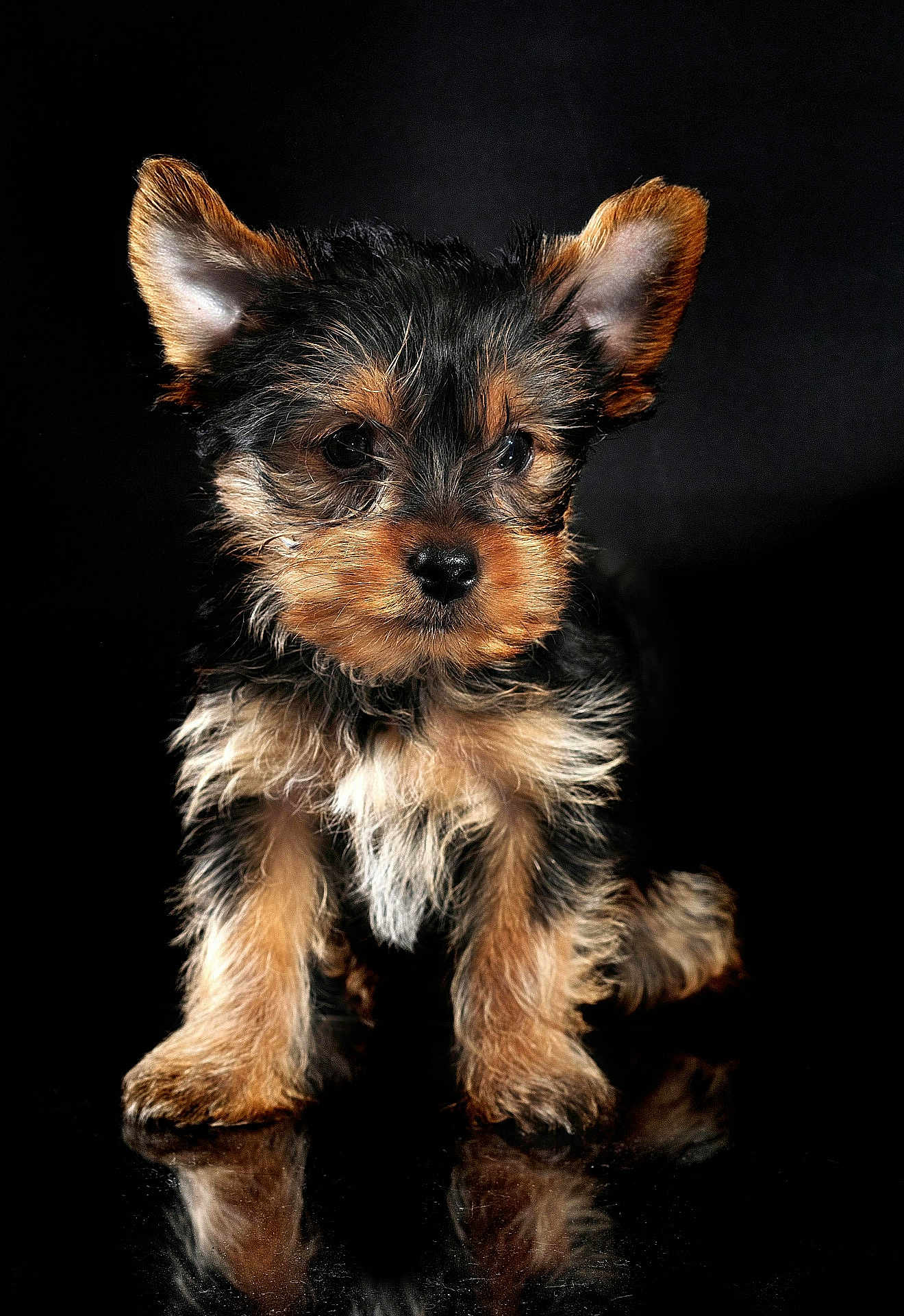 Jaki joined the competition — help win amazing prizes! puppy, dog, yorkshire_terrier, portrait, studio, black_background, reflection, fur, ears, cute, brown_and_black, small_pet, sitting, paws, closeup, eyes, nose, fluffy, adorable, pet_photography