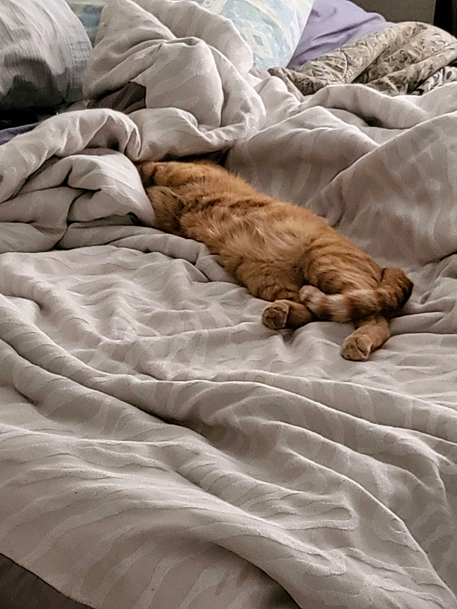 Ginger Boy joined the competition — help win amazing prizes! bed_sheet, bedding, bedroom, brown, carnivore, cat, comfort, companion_dog, duvet, fawn, felidae, fur, human_leg, linens, pattern, room, sand, small_to_medium_sized_cats, textile, wood