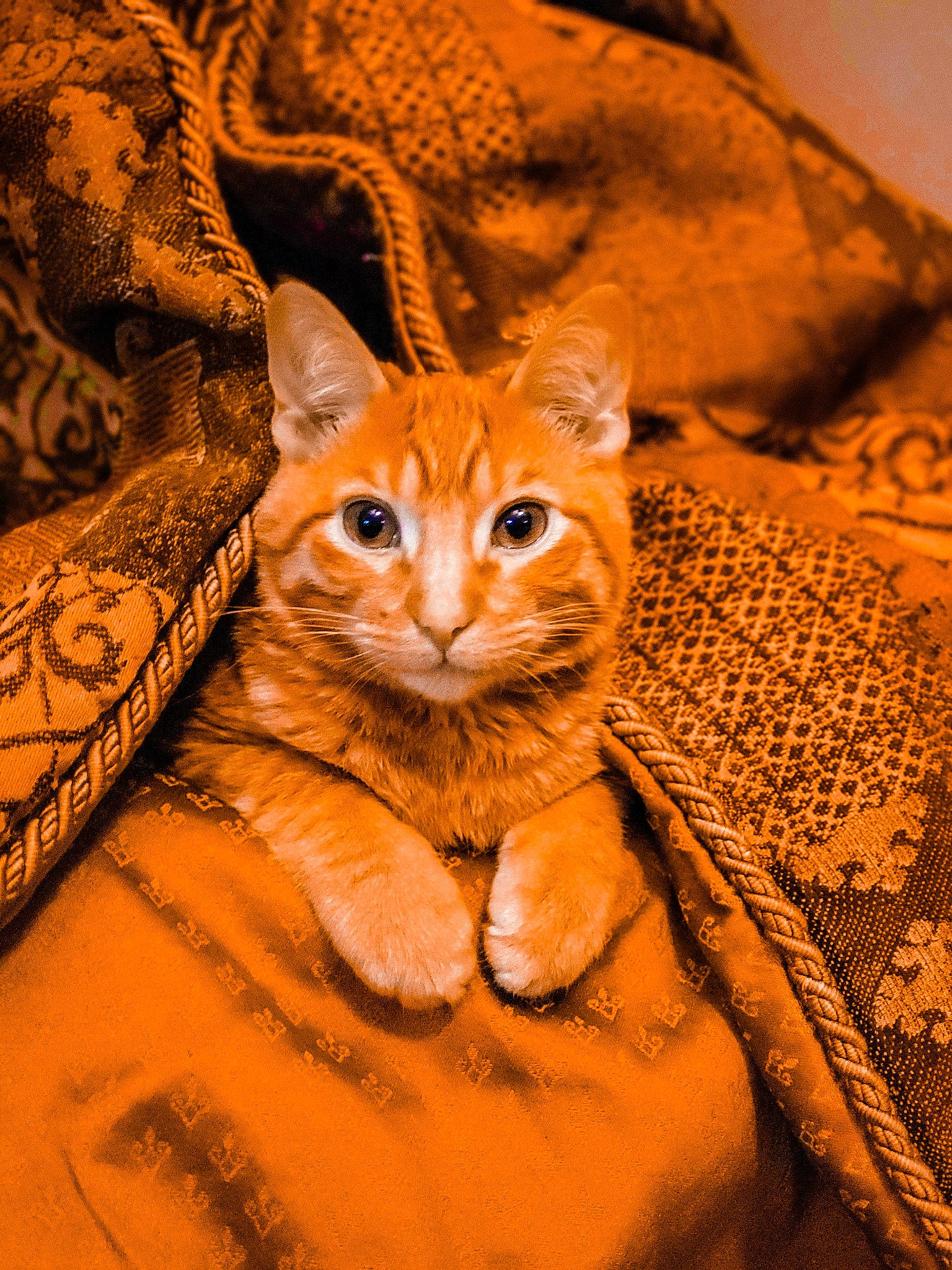 Ginger Boy joined the competition — help win amazing prizes! brown, carnivore, cat, comfort, domestic_short_haired_cat, fawn, felidae, fur, glasses, hat, linens, orange, peach, sitting, small_to_medium_sized_cats, snout, tail, textile, whiskers, wood