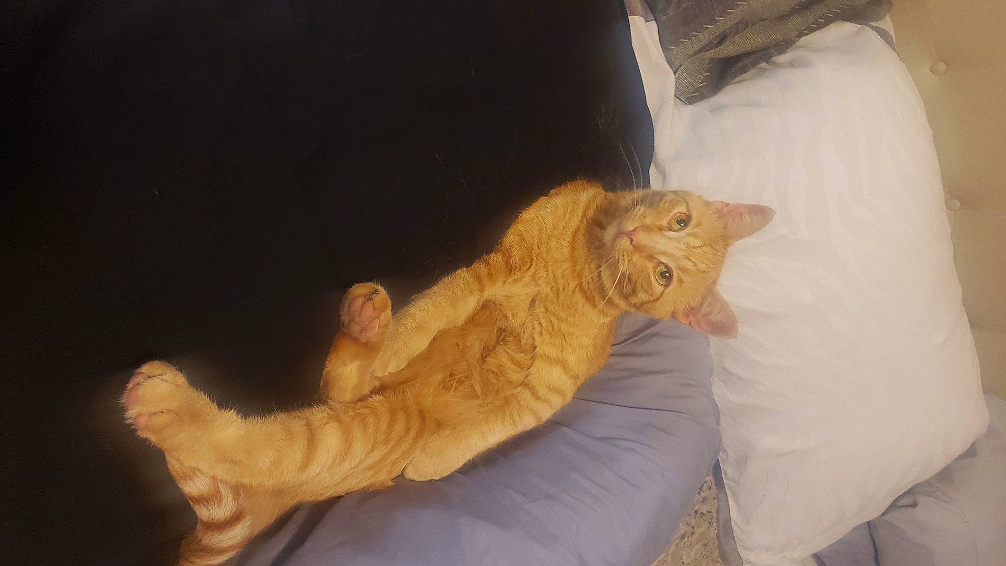 Ginger Boy is registered to the contest to win money with this photo: carnivore, cat, claw, comfort, domestic_short_haired_cat, ear, fawn, felidae, foot, fur, gesture, human_leg, nap, paw, small_to_medium_sized_cats, snout, tail, terrestrial_animal, whiskers, wood