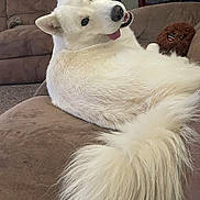 Sebastian is registered to the contest to win money with this photo: dog, white_dog, fluffy_tail, couch, brown_couch, indoor, plush_toy, smiling, pet, fur, tongue_out, relaxed, animal, home, furniture, cozy, looking_back, cute, companion, domestic