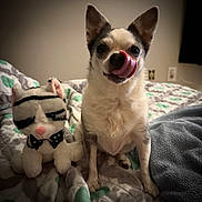 Shakira is registered to the contest to win money with this photo: animal_toy, bed, bedding, companion, cozy, cute, cute_pet, dog, domestic_animal, fabric, furry, home, indoor, pet, plush_toy, relaxed, sitting, small_dog, stuffed_animal, tongue_out