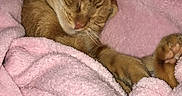 Lexie a rejoint le concours — aidez-le/la à gagner de superbes lots ! animal, blanket, cat, comfort, cozy, cute, domestic_cat, feline, fur, indoor, nap, orange_tabby, paw, pet, pink_blanket, relaxation, resting, sleeping, soft_texture, warm