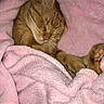 animal, blanket, cat, comfort, cozy, cute, domestic_cat, feline, fur, indoor, nap, orange_tabby, paw, pet, pink_blanket, relaxation, resting, sleeping, soft_texture, warm