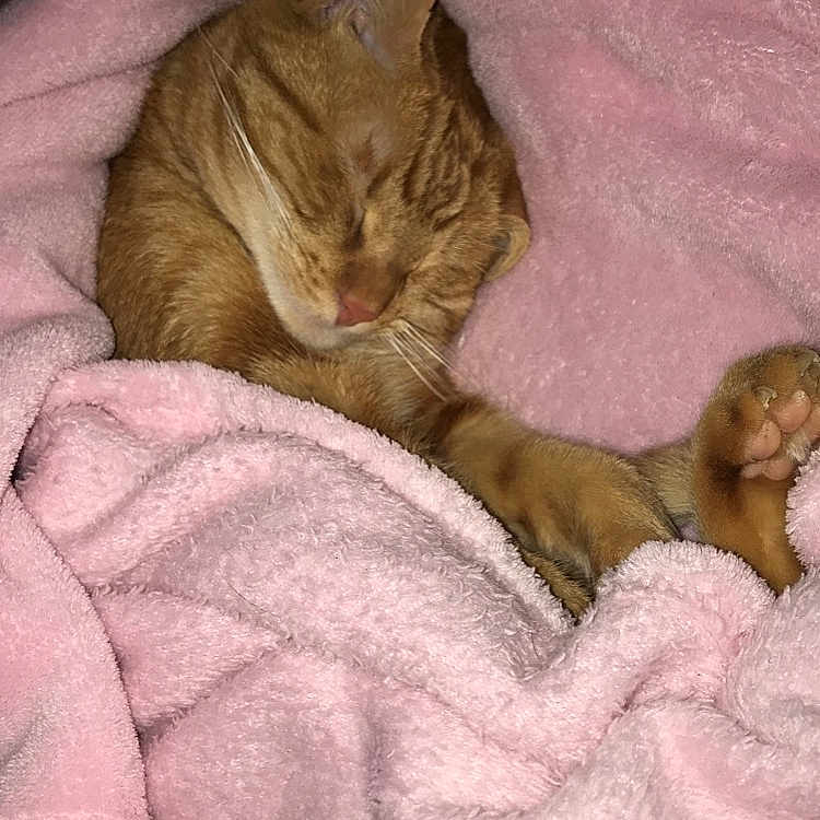 Lexie