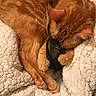 Lexie participe au concours pour gagner de l'argent avec cette photo : animal, cat, claw, comfort, computer_mouse, cozy, curled_up, cute, domestic_cat, fluffy_blanket, fur, ginger_cat, indoor, nap, paw, pet, relaxed, resting, sleeping, soft_texture