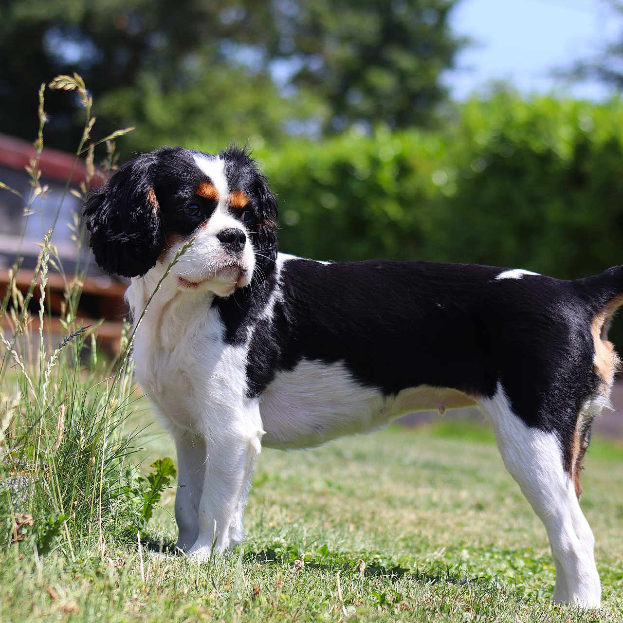 Vaya participe au concours pour gagner de l'argent avec cette photo : dog, outdoor, grass, greenery, tricolor, pet, animal, canine, nature, sunlight, garden, curious, standing, fur, ears, snout, tail, daylight, background, plant