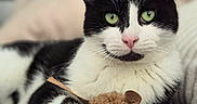 Snow participe au concours pour gagner de l'argent avec cette photo : cat, black_and_white, green_eyes, toy_mouse, paw, couch, indoor, pet, feline, close_up, relaxed, animal, whiskers, pink_nose, fur, lying_down, domestic_cat, portrait, cute, home