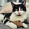 cat, black_and_white, green_eyes, toy_mouse, paw, couch, indoor, pet, feline, close_up, relaxed, animal, whiskers, pink_nose, fur, lying_down, domestic_cat, portrait, cute, home