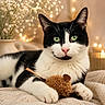 animal, black_and_white, bokeh, cat, cozy, cute, decor, feline, flower_vase, green_eyes, indoor, knitted_blanket, paw, pet, portrait, relaxed, resting, soft_lighting, toy_mouse, whiskers