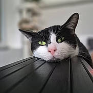 Snow participe au concours pour gagner de l'argent avec cette photo : cat, black_and_white, green_eyes, resting, face, whiskers, indoor, blurred_background, close_up, pet, animal, feline, relaxed, portrait, head, pink_nose, soft_light, table, domestic_cat, cute