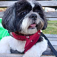 Cutie is registered to the contest to win money with this photo: dog, black_and_white, bandana, bench, outdoor, grass, pet, cute, fur, animal, leash, tongue_out, shih_tzu, close_up, portrait, happy, curious, daylight, park, wood