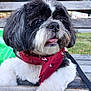 dog, black_and_white, bandana, bench, outdoor, grass, pet, cute, fur, animal, leash, tongue_out, shih_tzu, close_up, portrait, happy, curious, daylight, park, wood