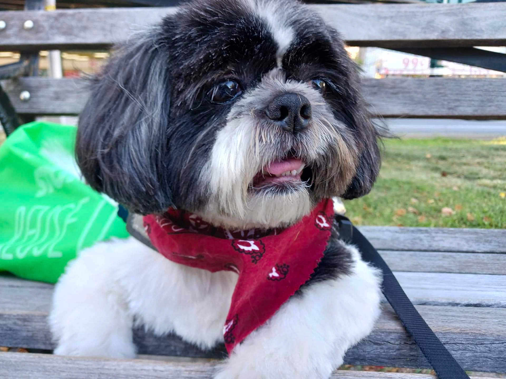 Cutie is registered to the contest to win money with this photo: dog, black_and_white, bandana, bench, outdoor, grass, pet, cute, fur, animal, leash, tongue_out, shih_tzu, close_up, portrait, happy, curious, daylight, park, wood