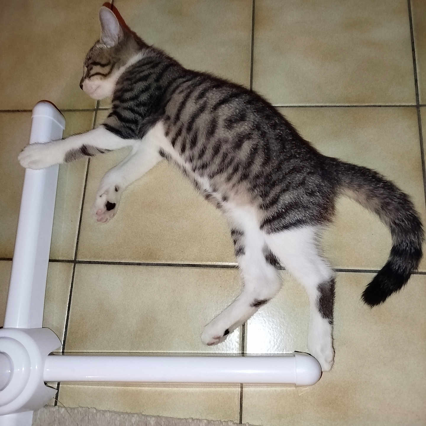 Bulle participe au concours pour gagner de l'argent avec cette photo : cat, tabby_cat, pet, animal, striped_fur, white_fur, lying_down, lounging, relaxed, indoor, tile_floor, bathroom, white_furniture, carpet, tail, paws, whiskers, side_profile, flash_photography, funny_pose