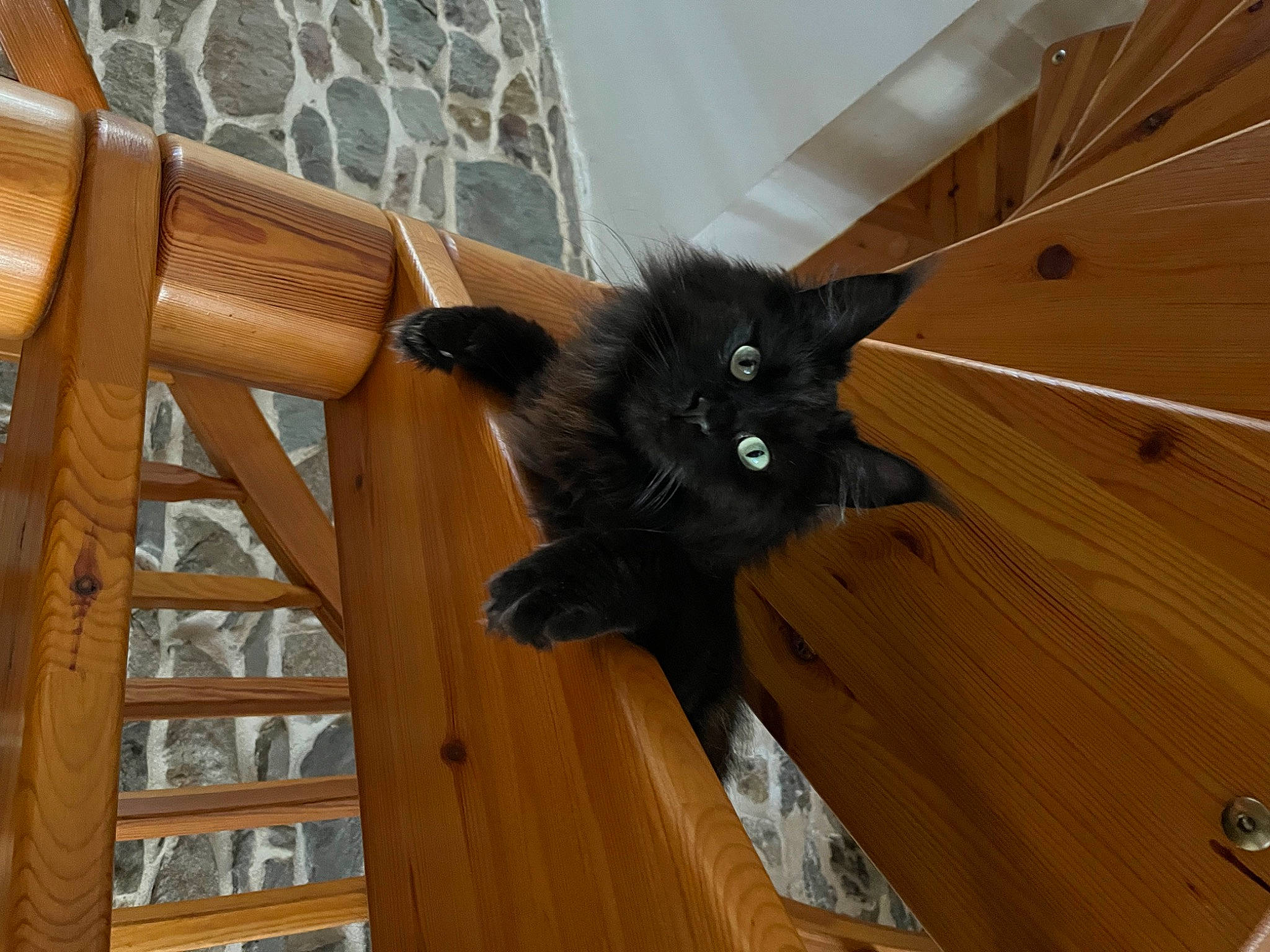 Sofie a rejoint le concours — aidez-le/la à gagner de superbes lots ! black_cat, bombay, carnivore, cat, claw, comfort, domestic_short_haired_cat, felidae, flooring, fur, hardwood, small_to_medium_sized_cats, snout, stairs, tail, terrestrial_animal, varnish, whiskers, wood, wood_stain