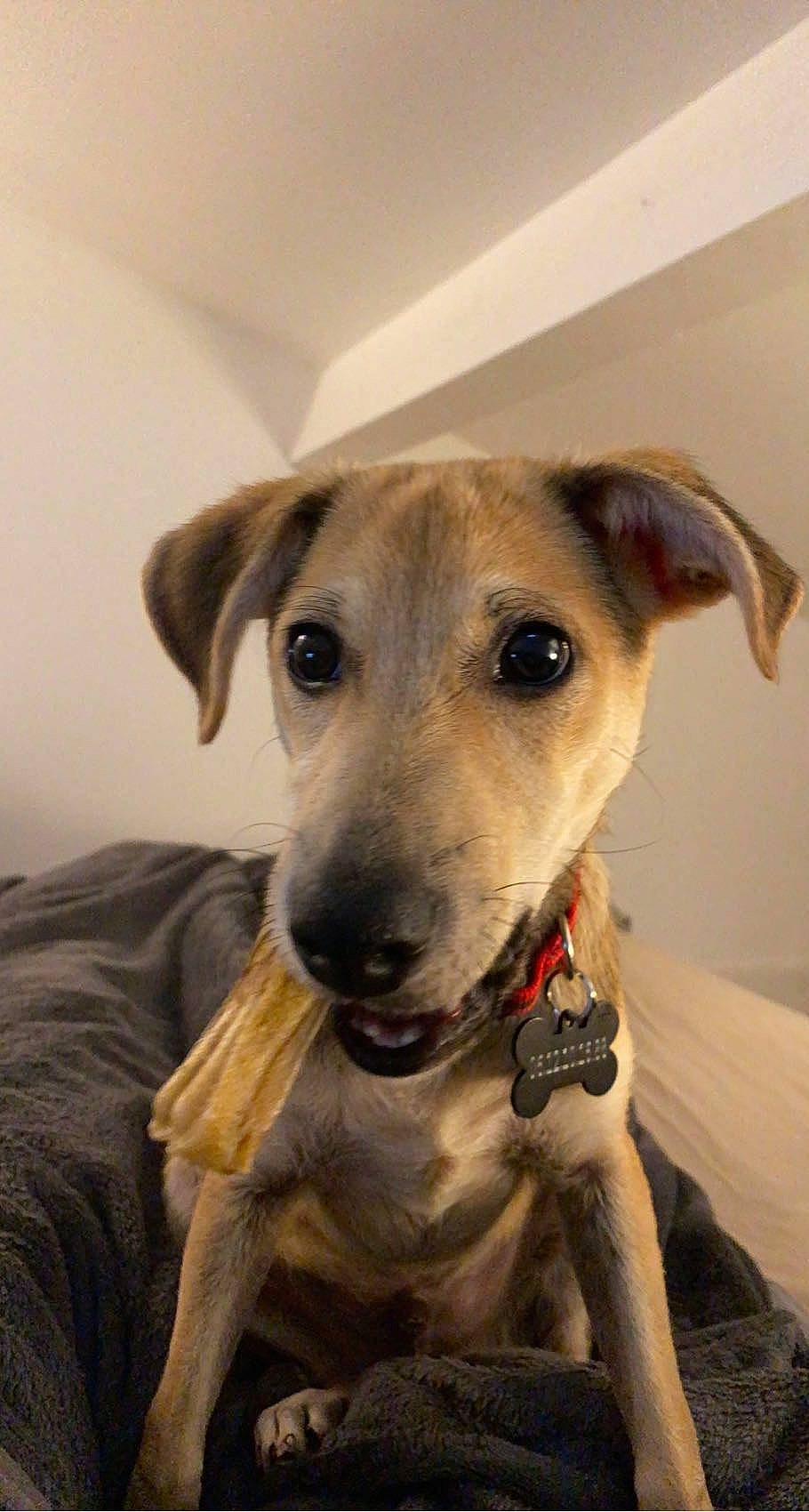 Sam participe au concours pour gagner de l'argent avec cette photo : ancient_dog_breeds, canidae, carnivore, collar, companion_dog, dog, dog_breed, fawn, fur, snout, sporting_group, terrestrial_animal, whiskers