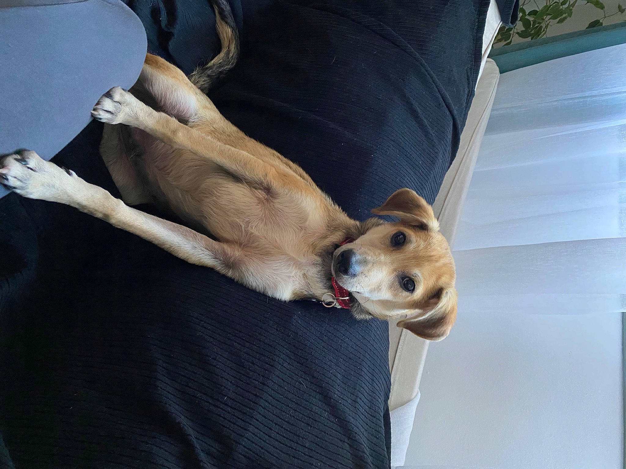 Sam a rejoint le concours — aidez-le/la à gagner de superbes lots ! canidae, carnivore, collar, comfort, companion_dog, dog, dog_breed, dog_collar, dog_supply, fawn, foot, fur, human_leg, non_sporting_group, paw, sporting_group, street_dog, tail, whiskers, working_animal