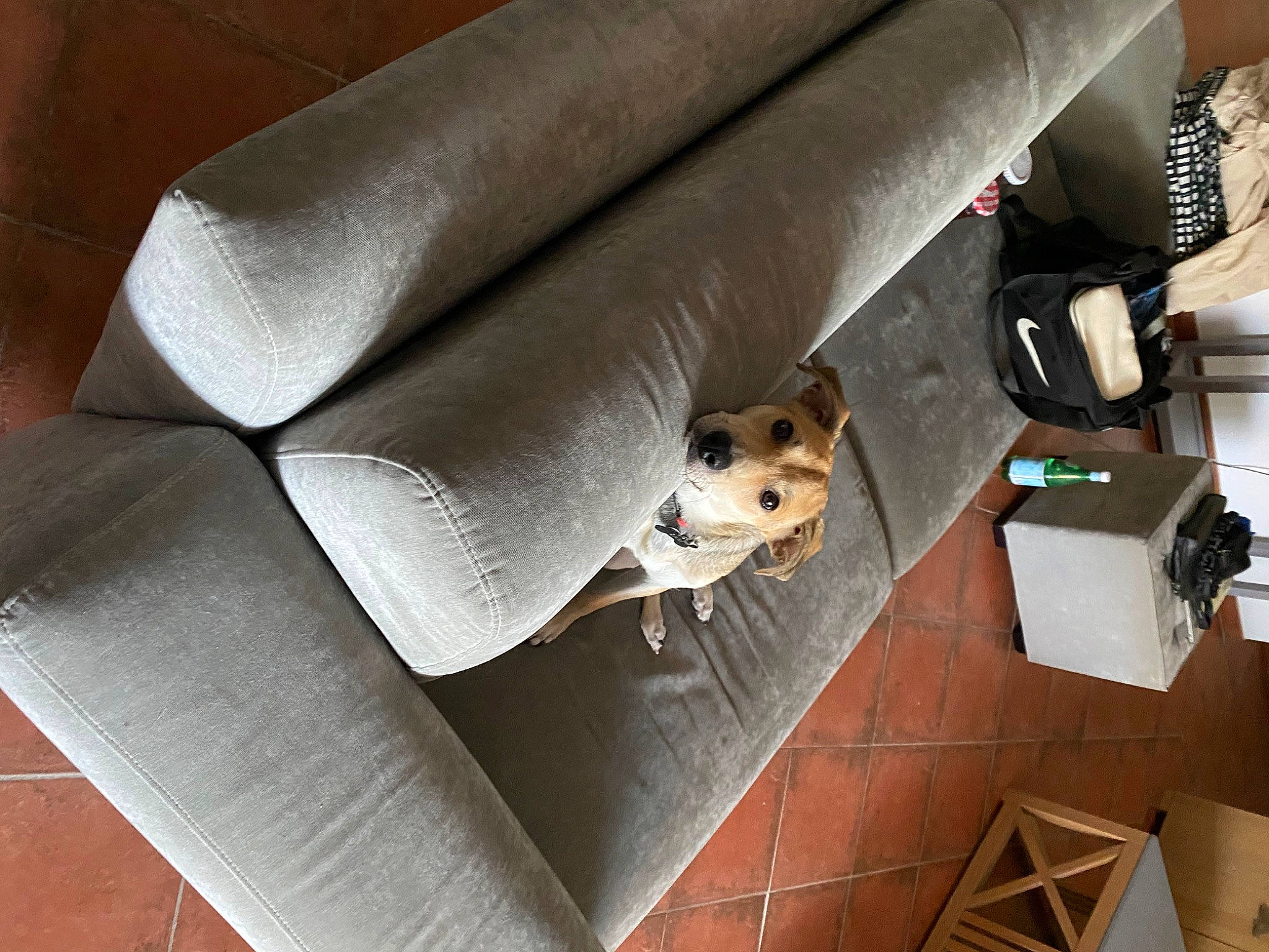 Sam participe au concours pour gagner de l'argent avec cette photo : armrest, auto_part, automotive_design, comfort, companion_dog, couch, dog, floor, flooring, hardwood, linens, material_property, metal, rectangle, room, shipping_box, sofa_bed, studio_couch, vehicle, wood